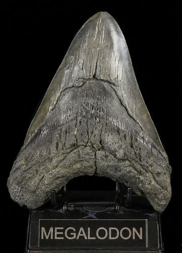 Bargain, Megalodon Tooth - Massive Meg #60499